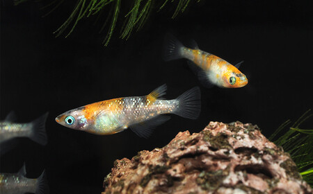 メダカ「三色ラメ」3ペア