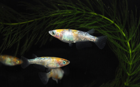 メダカ「三色ラメ」3ペア