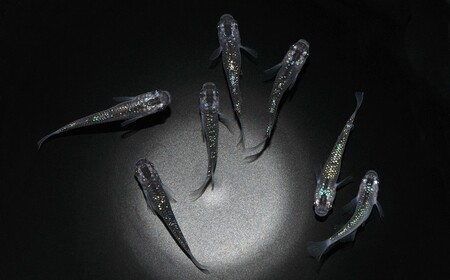 メダカ「夜桜」3ペア