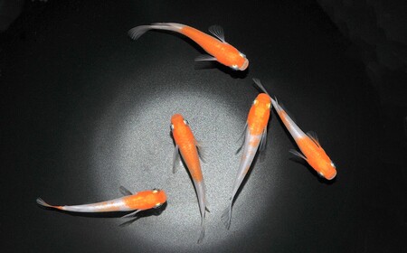 メダカ「雲州紅白」3ペア