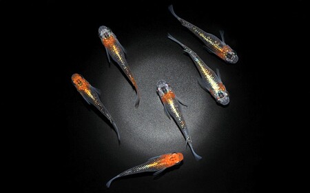 メダカ「煌(きらめき)」1ペア