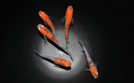 メダカ「雲州三色」2ペア