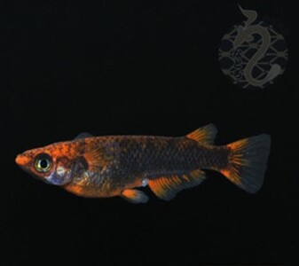 メダカ「GOD」1ペア