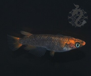 メダカ「GOD」1ペア