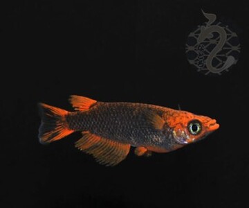 メダカ「GOD」3ペア