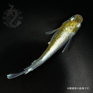 メダカ「レッドクリフ・ダークタイプ」2ペア