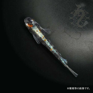 メダカ「朱光菊（Aクラス）」1ペア