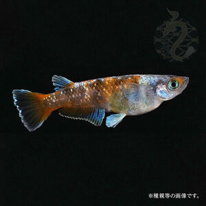 メダカ「朱光菊（Aクラス）」1ペア