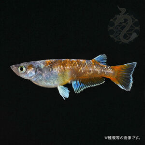 メダカ「朱光菊（Aクラス）」1ペア