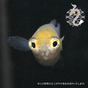 メダカ「ポニョ」3ペア