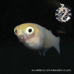 メダカ「ポニョ」3ペア
