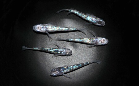 メダカ「白斑サファイア」3ペア