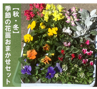 季節の花苗おまかせセット