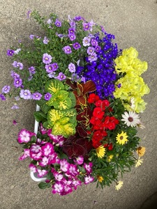 季節の花苗おまかせセット