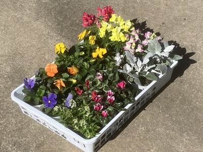 季節の花苗おまかせセット
