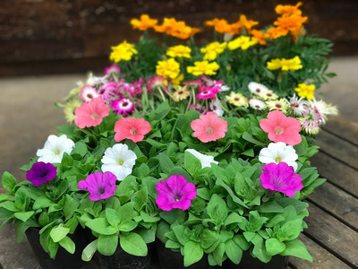 季節の花苗セット