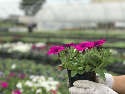 季節の花苗セット