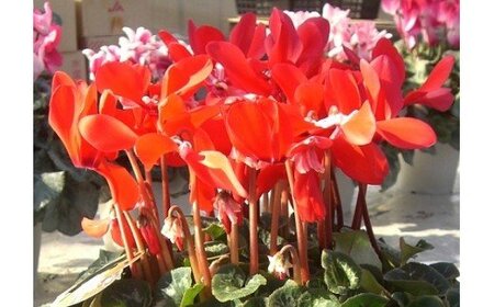 現品【お値下げ中】祝　初冬〜新春飾り　オリジナルシクラメン ☆12月21日までの限定☆ シクラメン（赤系 6号鉢） | 埼玉県富士見市