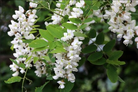 B.Bee.Honey　国産ハチミツ100%（アカシア）300g