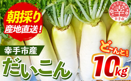 【きあり農園】幸手市産 大根 10kg - 朝採れ ダイコン だいこん 産地直送 野菜 ベジタブル 美味しい おいしい 冬野菜 煮物 鍋 おでん おすすめ 送料無料 埼玉県 幸手市