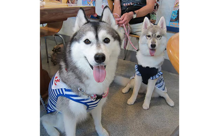 ”愛犬と伴にお食事” 「Dog Runs Well・ドッグパーク幸手店舗」お食事券