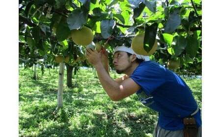 【2026年発送分 先行予約】100年の歴史!! アライファームの「朝もぎ梨」幸水・豊水・あきづき 約5kg 【11246-0353】