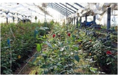 【20本×6カ月】生産者直送　有機栽培で育った朝切りバラの花束　花の定期便　【11246-0076】