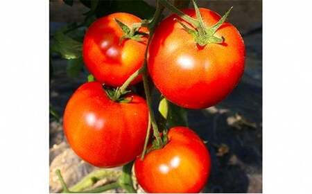 甘熟トマト『白岡の太陽』約4kg　【11246-0123】