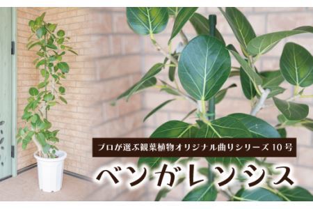 【プロが選ぶ観葉植物オリジナル曲りシリーズ10号】ベンガレンシス　【11246-0223】