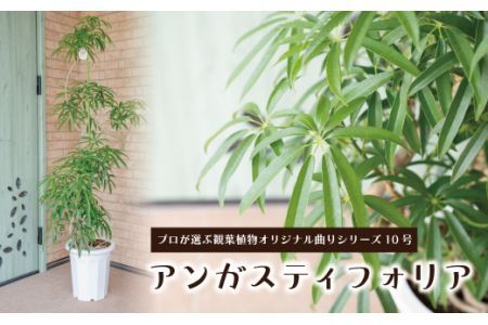 【プロが選ぶ観葉植物オリジナル曲りシリーズ10号】アンガスティフォリア　【11246-0224】