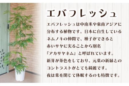 【プロが選ぶ観葉植物オリジナル曲りシリーズ10号】エバフレッシュ曲り　【11246-0225】