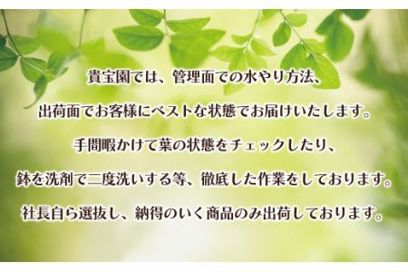 【プロが選ぶ観葉植物オリジナル曲りシリーズ10号】エバフレッシュ曲り　【11246-0225】
