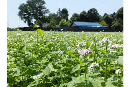 三芳町産そばの実 FAA-120