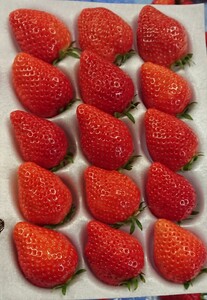 【先行予約】【２０２６年１月下旬～３月下旬に随時発送】 朝摘み　大粒　旬いちご　１パック