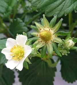 【先行予約】【２０２６年１月下旬～３月下旬に随時発送】 朝摘み　大粒　旬いちご　１パック