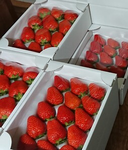 【先行予約】【２０２６年１月下旬～３月下旬に随時発送】 朝摘み　大粒　旬いちご　１パック