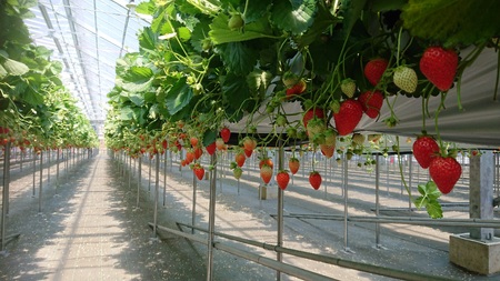 【先行予約】【２０２６年１月下旬～３月下旬に随時発送】 朝摘み　大粒　旬いちご　１パック