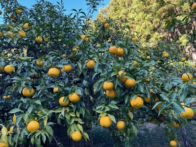 桂木ゆず使用　ゆずアロマオイル