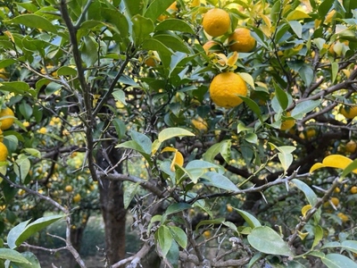 桂木ゆず使用　ゆずアロマオイル