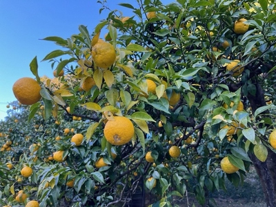 ゆずサブレ・ポロールセット