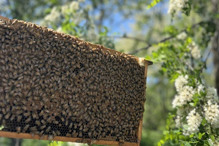 滑川町産完熟生はちみつ 百花蜜(非加熱蜂蜜)130g×2個セット