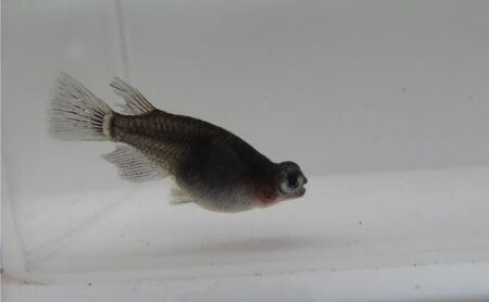 黒出目透明鱗 小ぶりM～Lサイズ前後１０匹 選別あみ２本セット 生き物 生体 観賞魚 魚 アクアリウム ペット 