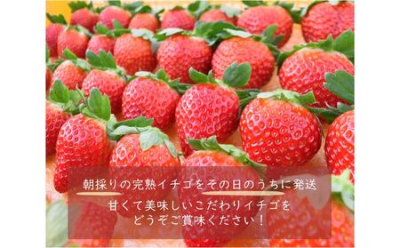 埼玉県嵐山町産いちご使用 特製いちごジャム（お徳用サイズ）3本セット