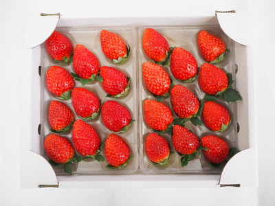 特選「吉見いちご」【べにたま】