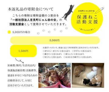 【5,000円】保護猫活動支援~望まれず生まれる命を無くし、行き場を失った猫たちの幸せ探し~