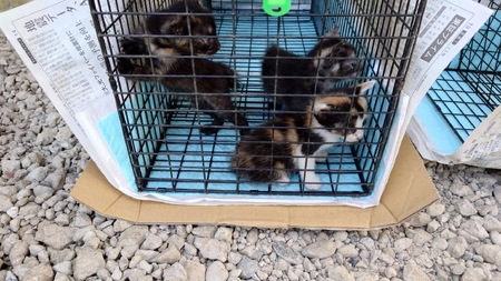 【10,000円】保護猫活動支援~望まれず生まれる命を無くし、行き場を失った猫たちの幸せ探し~