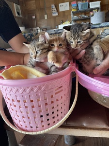 【30,000円】保護猫活動支援～望まれず生まれる命を無くし、行き場を失った猫たちの幸せ探し～