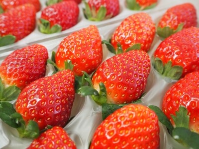 特選「吉見いちご」【やよいひめ】 