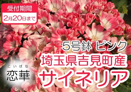 【恋華】サイネリア　５号（１５ｃｍ鉢）　ピンク