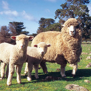 メリノン「羊毛ベスト」男女兼用 Mサイズ／グレー